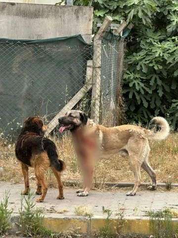 Sokak köpekleri saldırdı