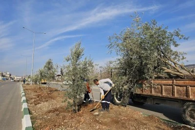 Sökülen zeytin ağaçları toprakla buluşuyor