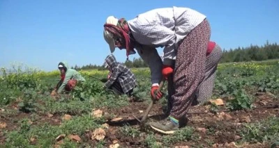 Tarım işçilerinin ortalama günlük ücretleri 2024 yılında yüzde 84,2 arttı