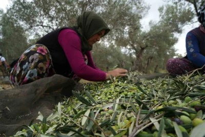 Türkiye’de soğuk hava zeytin üreticilerini sevindirdi