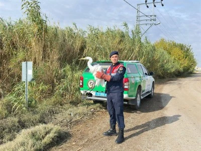 Yaralı Büyük Ak Balıkçıl Kuşu’na Jandarma Şefkati