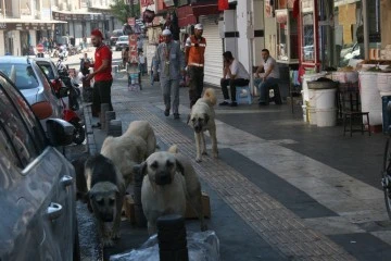 Yasa çıktı Kilis’te sokak köpekleri neden toplanmıyor