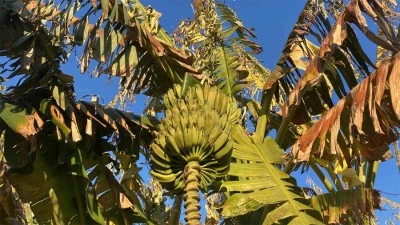 Zirai don çiçek açmış ağaçlara yüzde 100, seralaraki ürüne yüzde 30 zarar verdi