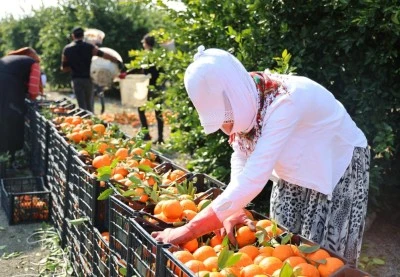 Zirai don uyarısı sonrası mandalina hasadı hız kazandı